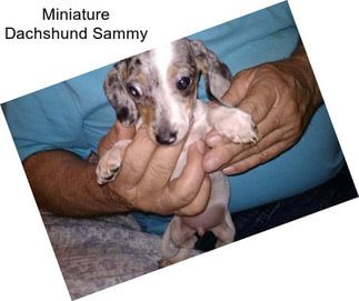 Miniature Dachshund Sammy