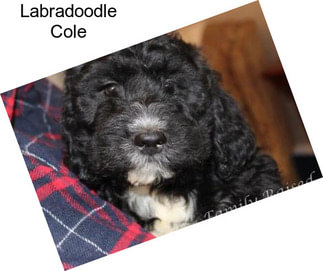 Labradoodle Cole