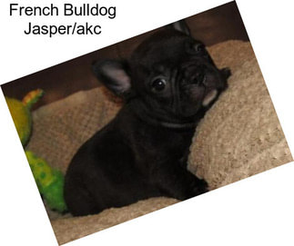 French Bulldog Jasper/akc