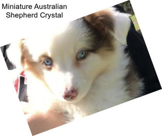 Miniature Australian Shepherd Crystal