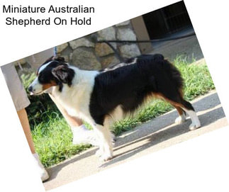 Miniature Australian Shepherd On Hold