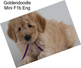 Goldendoodle Mini F1b Eng