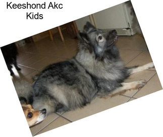 Keeshond Akc Kids