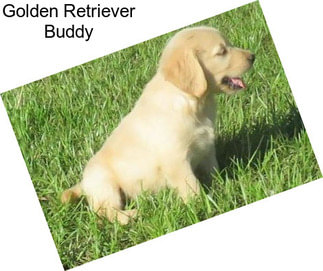 Golden Retriever Buddy