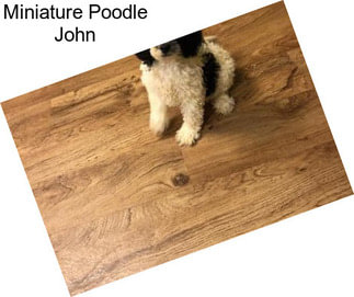 Miniature Poodle John