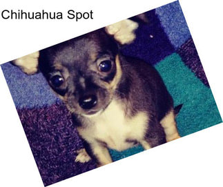 Chihuahua Spot