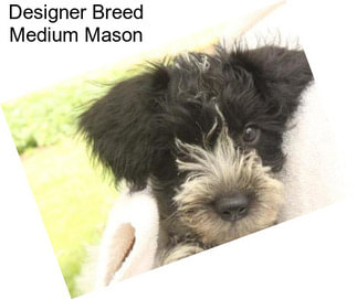 Designer Breed Medium Mason