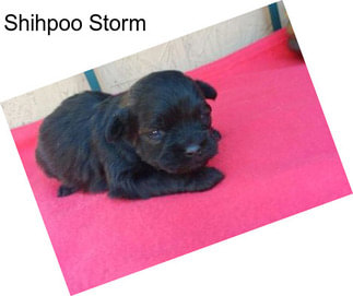 Shihpoo Storm