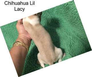 Chihuahua Lil Lacy