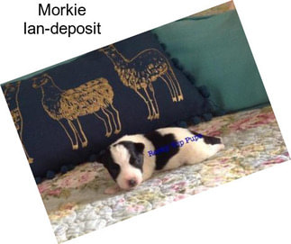 Morkie Ian-deposit