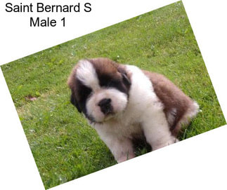 Saint Bernard S Male 1