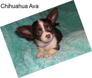 Chihuahua Ava