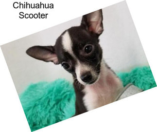 Chihuahua Scooter