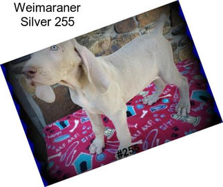 Weimaraner Silver 255