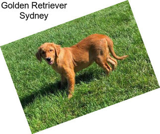 Golden Retriever Sydney