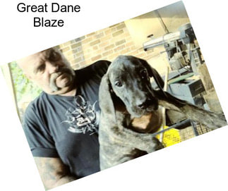 Great Dane Blaze