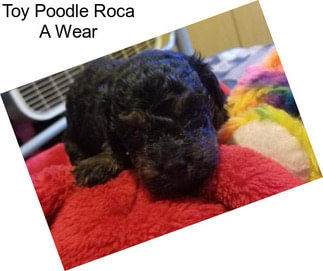 Toy Poodle Roca A Wear