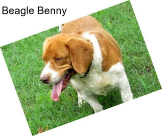 Beagle Benny