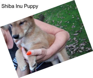 Shiba Inu Puppy