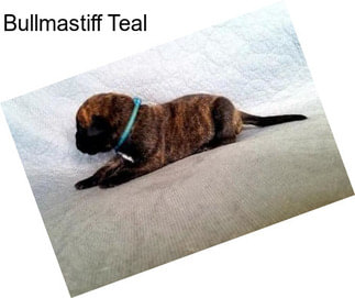 Bullmastiff Teal