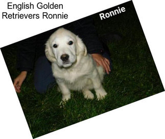 English Golden Retrievers Ronnie