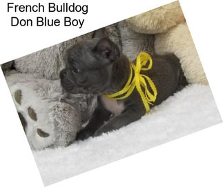 French Bulldog Don Blue Boy