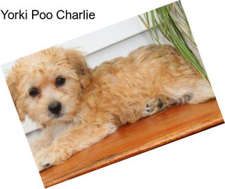 Yorki Poo Charlie