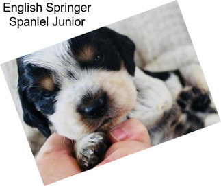 English Springer Spaniel Junior