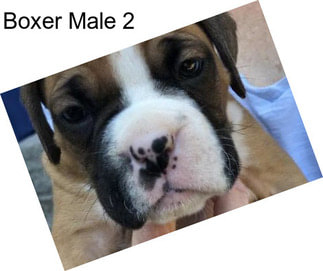 Boxer Male 2