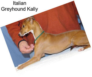 Italian Greyhound Kally