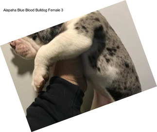 Alapaha Blue Blood Bulldog Female 3