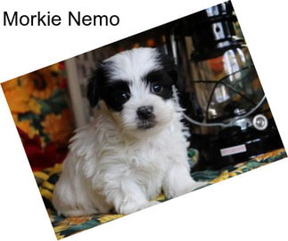 Morkie Nemo