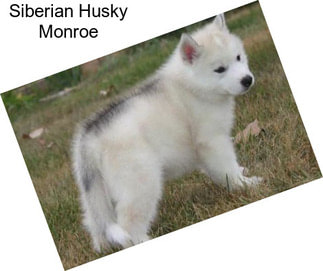 Siberian Husky Monroe