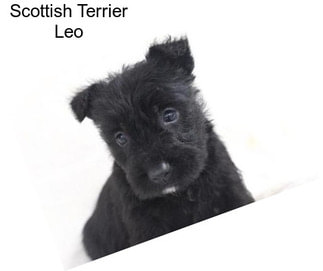 Scottish Terrier Leo