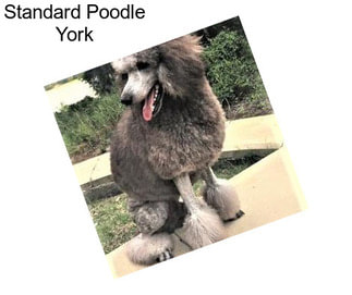 Standard Poodle York