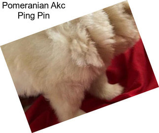 Pomeranian Akc Ping Pin