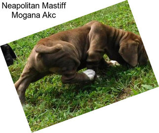 Neapolitan Mastiff Mogana Akc