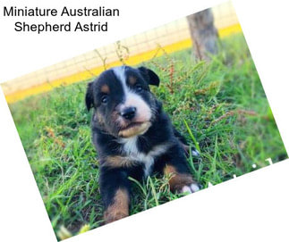 Miniature Australian Shepherd Astrid