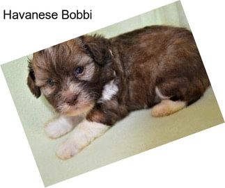 Havanese Bobbi