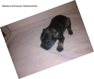 Miniature Schnauzer Oklahoma7akc