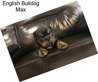 English Bulldog Max