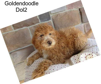 Goldendoodle Dol2