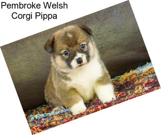 Pembroke Welsh Corgi Pippa