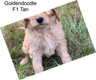 Goldendoodle F1 Tan