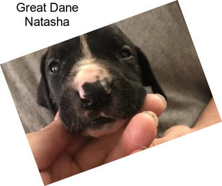 Great Dane Natasha