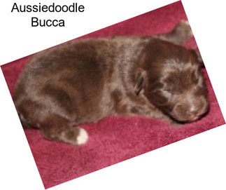 Aussiedoodle Bucca