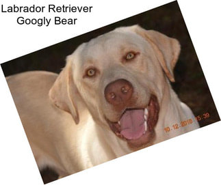 Labrador Retriever Googly Bear