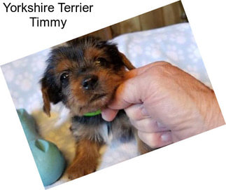 Yorkshire Terrier Timmy