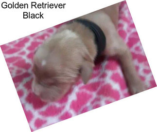 Golden Retriever Black