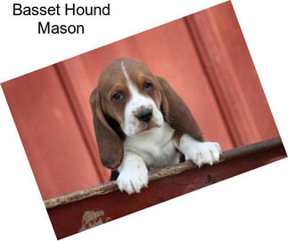 Basset Hound Mason